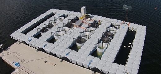 Mesocosm