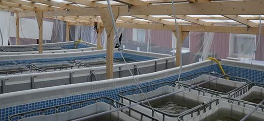 Mesocosm